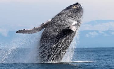 Humpback Whale in Drake Bay, Costa Rica