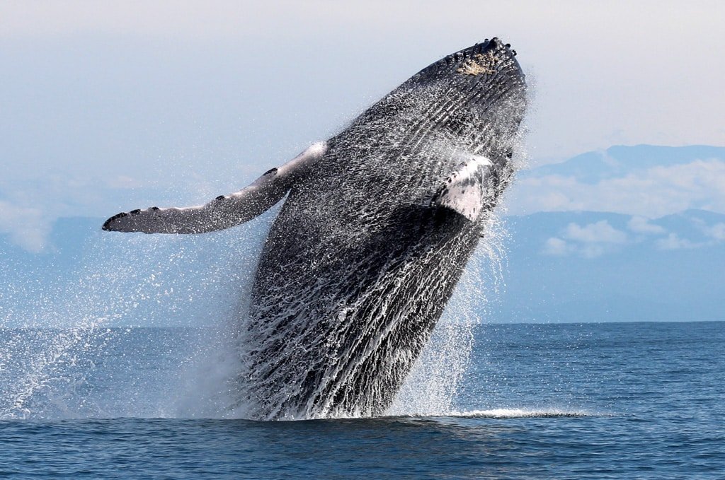 Humpback Whale in Drake Bay, Costa Rica