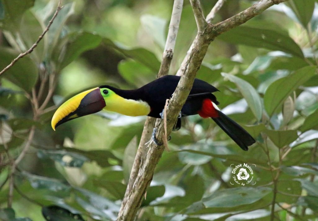 Chestnut Billed Toucan | Drake Bay Birdwatching