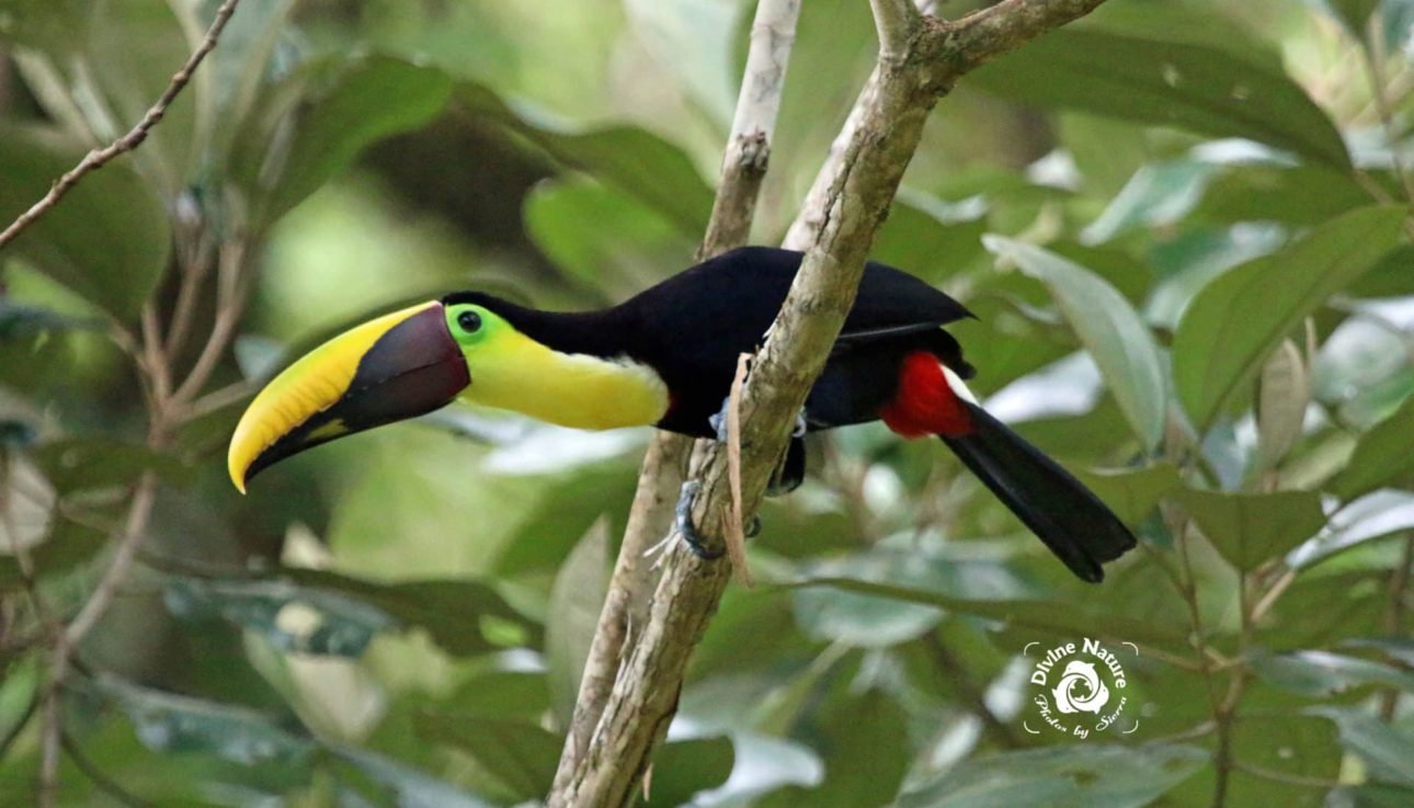 Chestnut Billed Toucan | Drake Bay Birdwatching