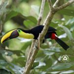 Chestnut Billed Toucan | Drake Bay Birdwatching