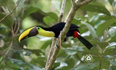 Chestnut Billed Toucan | Drake Bay Birdwatching