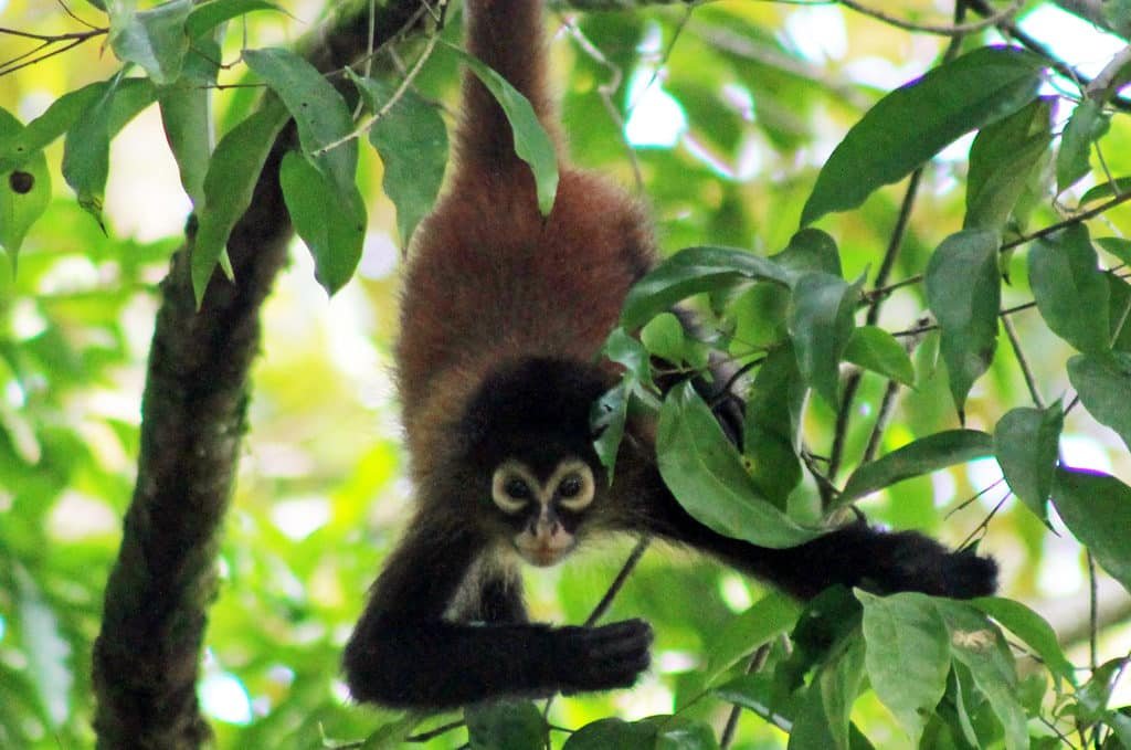 Spider Monkeys in Drake Bay, Costa Rica