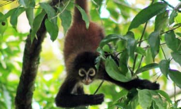 Spider Monkeys in Drake Bay, Costa Rica