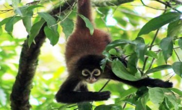 Spider Monkey, Drake Bay Costa Rica