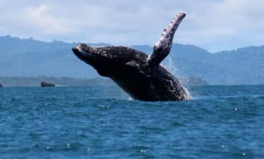 Humpback Whales in Drake Bay