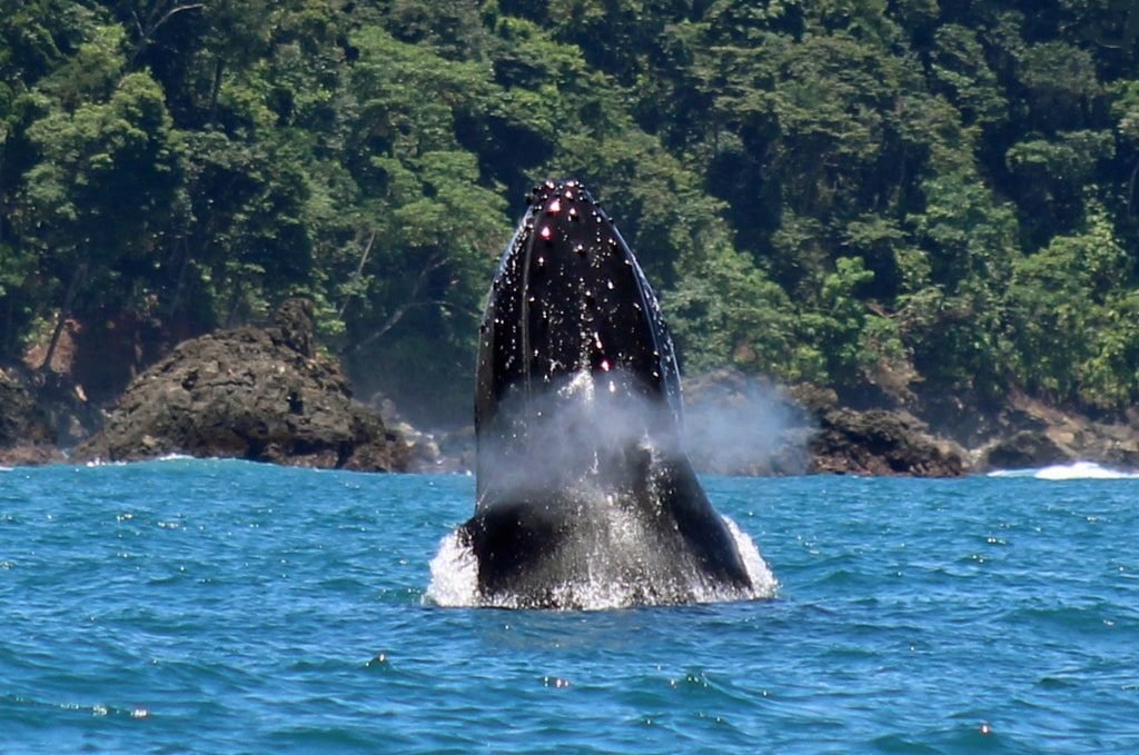 Humpback Whales in Drake Bay, Costa Rica