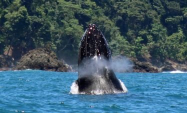 Humpback Whales in Drake Bay, Costa Rica