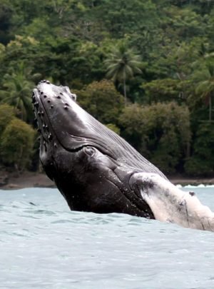 Baby Humpback Whale in Drake Bay, Costa Rica