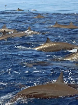 Wild Dolphins in Drake Bay, Costa Rica