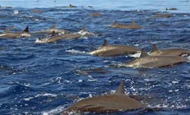 Wild Dolphins in Drake Bay, Costa Rica