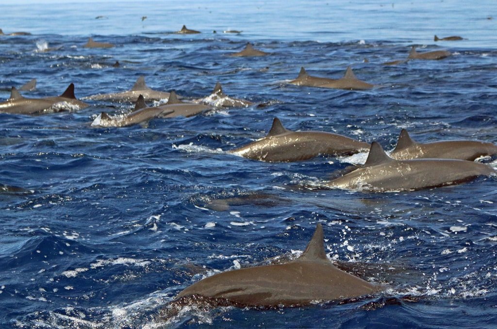 Wild Dolphins in Drake Bay, Costa Rica