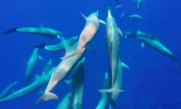 Spinner Dolphins, Drake Bay, Costa Rica