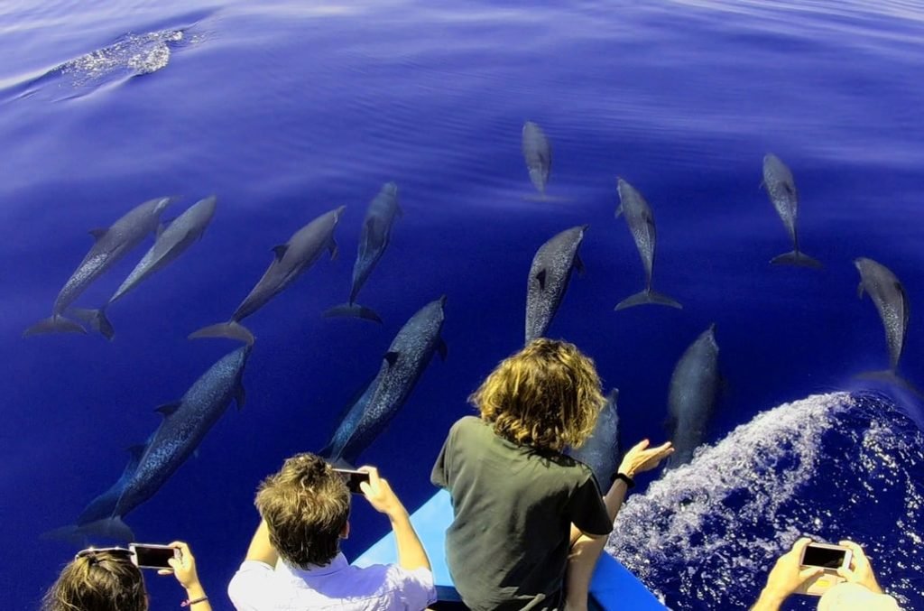 Divine Dolphin Tour in Drake Bay, Costa Rica