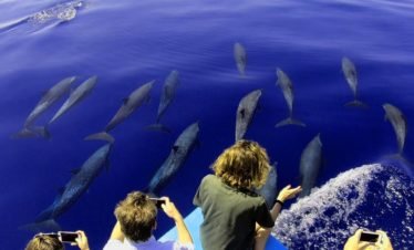 Divine Dolphin Tour in Drake Bay, Costa Rica