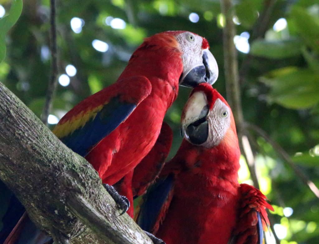 Scarlet Macaws in Drake Bay, Costa Rica