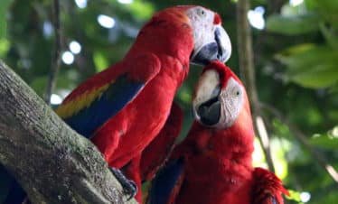 Scarlet Macaws in Drake Bay, Costa Rica