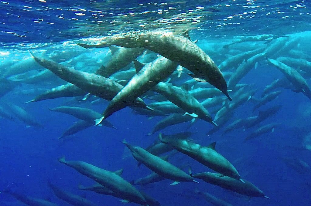 Spinner Dolphins in Drake Bay, Costa Rica