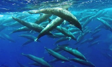 Spinner Dolphins in Drake Bay, Costa Rica
