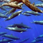 Spinner Dolphins in Drake Bay, Costa Rica