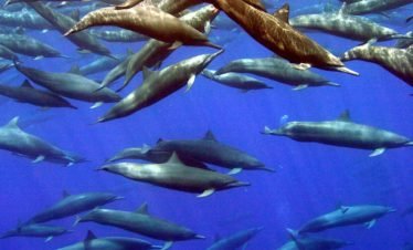 Spinner Dolphins in Drake Bay, Costa Rica