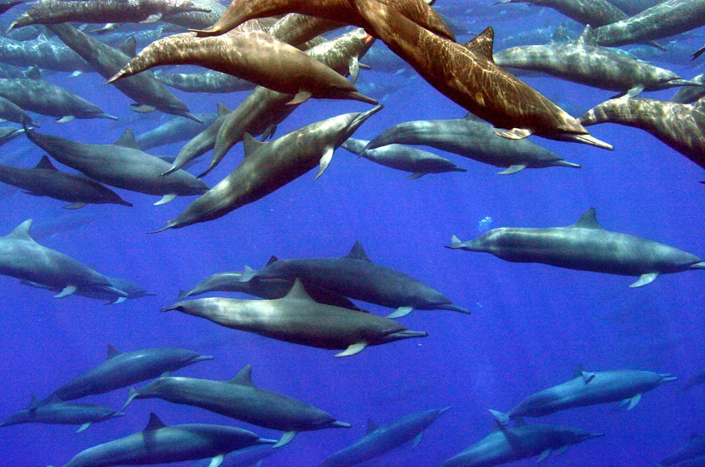 Spinner Dolphins in Drake Bay, Costa Rica