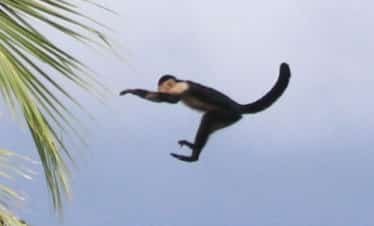 Flying White Faced Monkey, Corcovado National Park