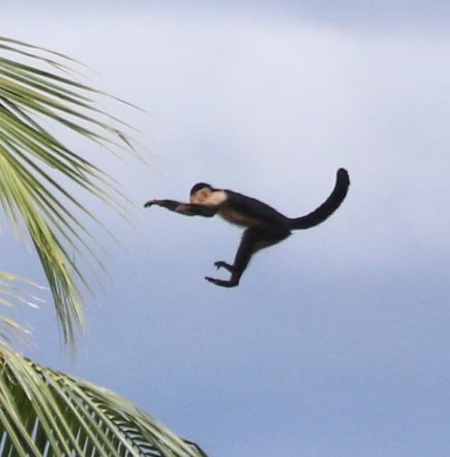 Flying White Faced Monkey, Corcovado National Park