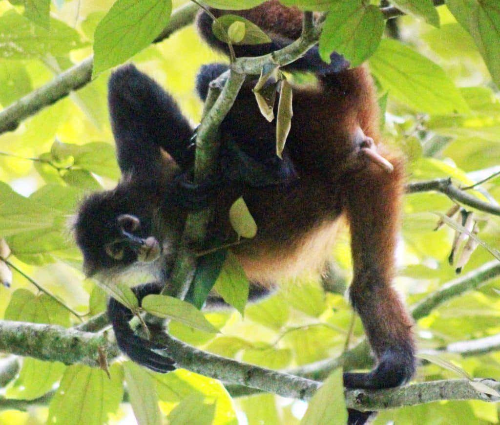 Female Spider Monkey in Corcovado National Park