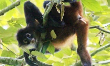 Female Spider Monkey in Corcovado National Park