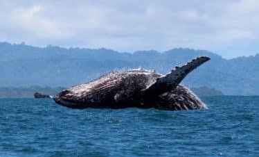 Humpback Whale in Drake Bay, Costa Rica