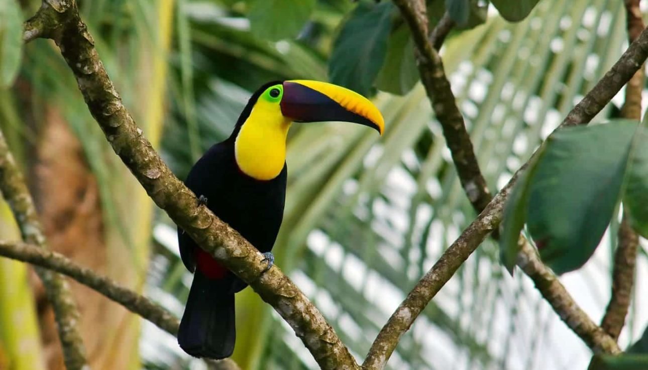 Toucan on the osa peninsula in Drake Bay