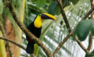 Toucan on the osa peninsula in Drake Bay