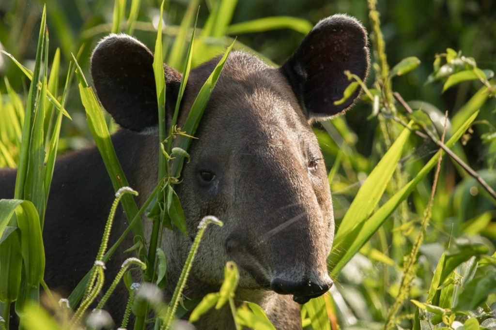 Baird's Tapir in Corcovado National Park