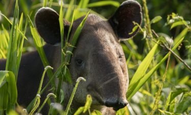 Baird's Tapir in Corcovado National Park