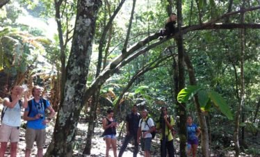 A white faced monkey entertains a group of tourists in Corcovado National Park