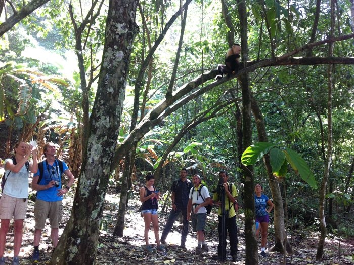 A white faced monkey entertains a group of tourists in Corcovado National Park