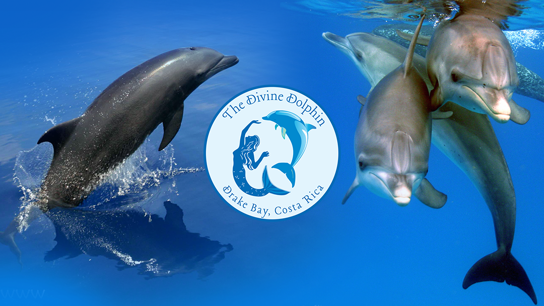 The Divine Dolphin wins top Eco Tour Award in Costa Rica