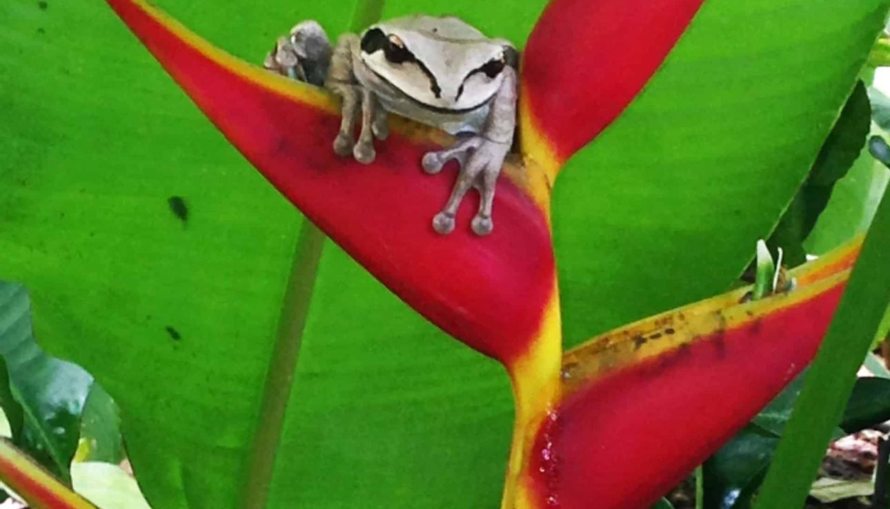 Tree Frog in Drake Bay, Costa Rica