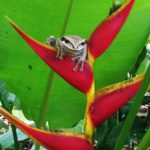 Tree Frog in Drake Bay, Costa Rica