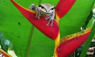 Tree Frog in Drake Bay, Costa Rica