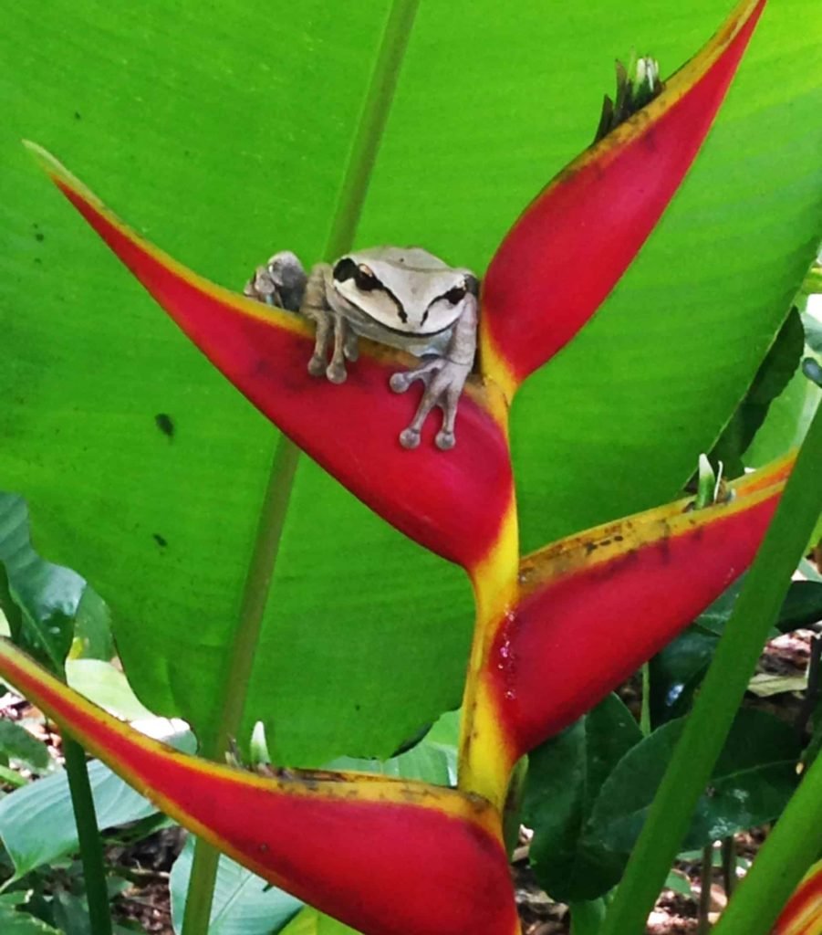 Tree Frog in Drake Bay, Costa Rica