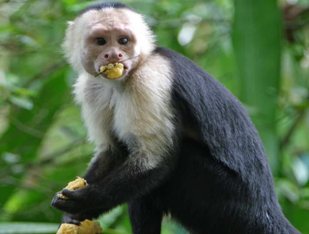 White Faced Monkey eating a banana