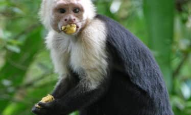 White Faced Monkey eating a banana