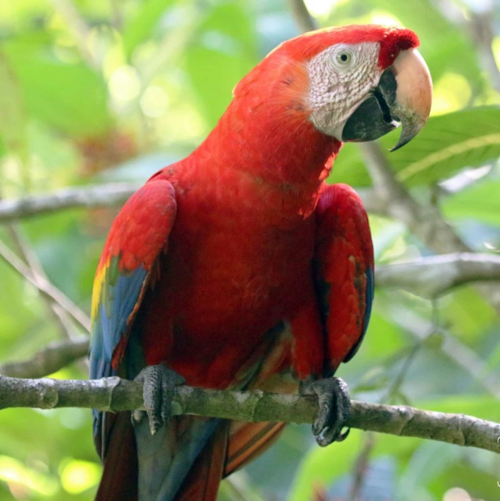 Scarlet Macaw in Corcovado National Park