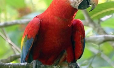 Scarlet Macaw in Corcovado National Park