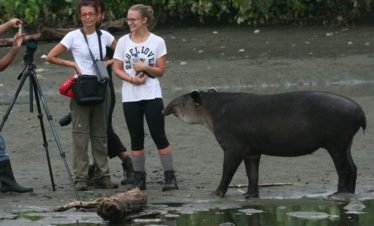 Tapir, Corcovado National Park