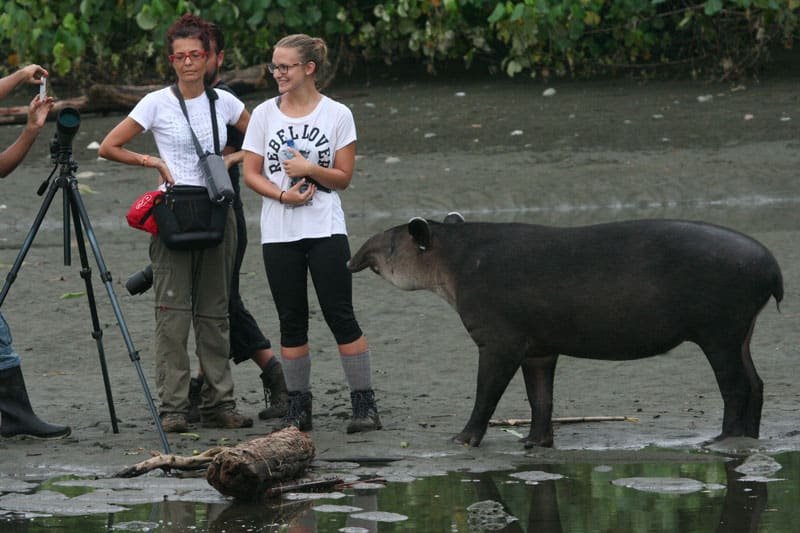 Tapir, Corcovado National Park