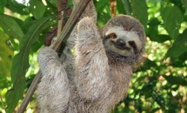 Three Toed Sloth in Drake Bay, Costa Rica