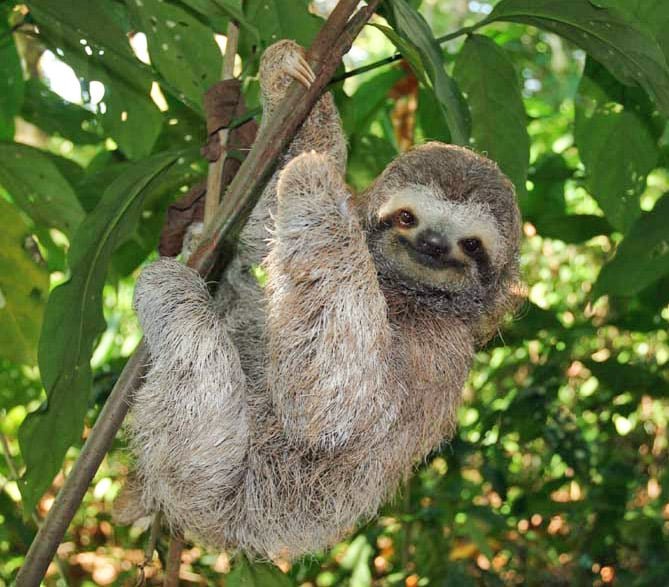 Three Toed Sloth in Drake Bay, Costa Rica